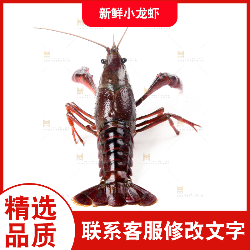 白底上摆放着淡水河虾