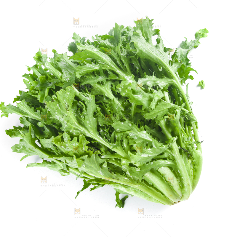 白底上摆放着苦菊