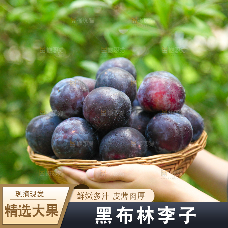 手里端着一篮黑布李