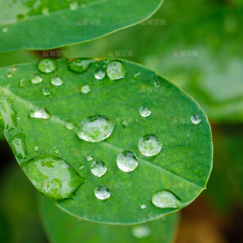 绿叶上的水珠