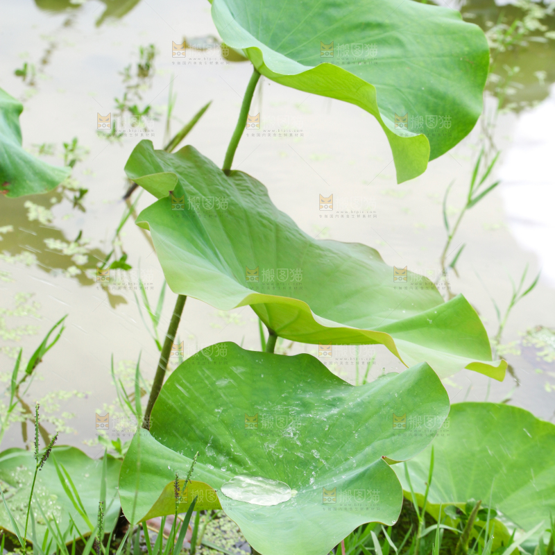 池塘里的荷花叶子