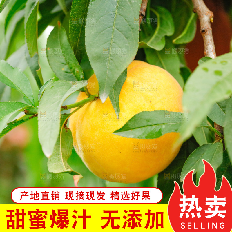 果树上的黄桃