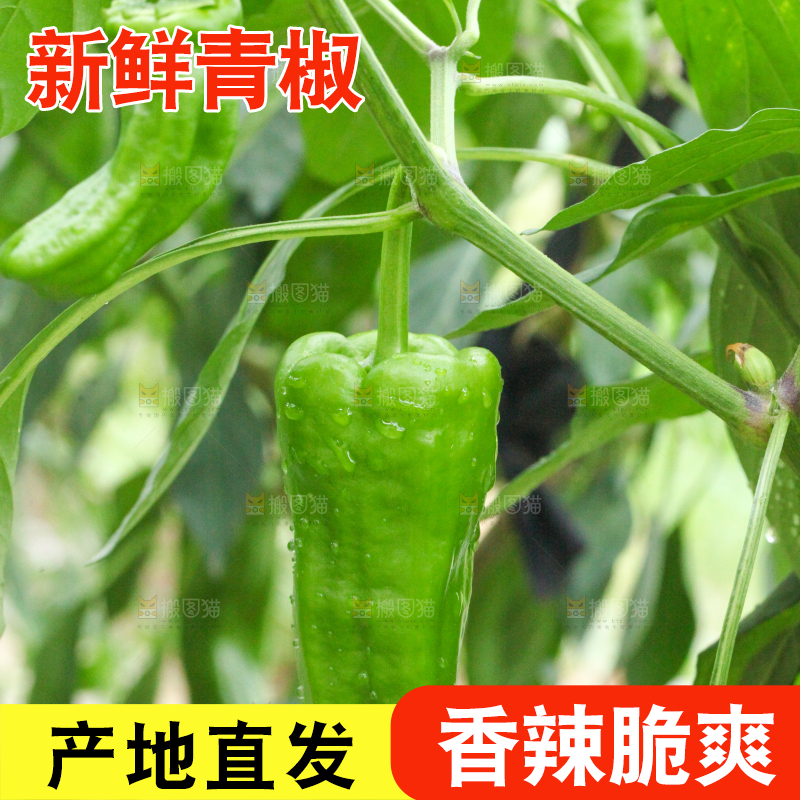 辣椒树上结的青椒