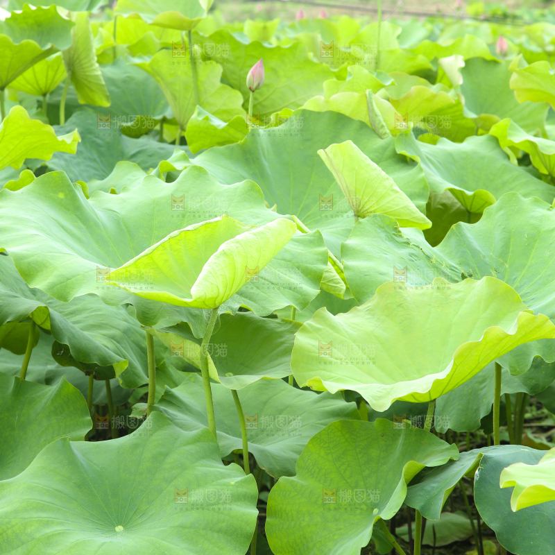 池塘里的荷叶