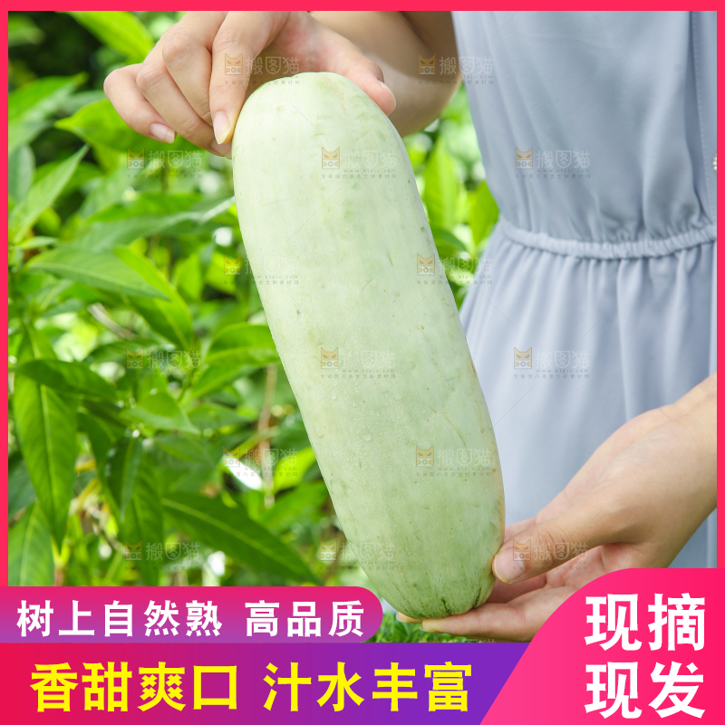 手里拿着山东羊角蜜