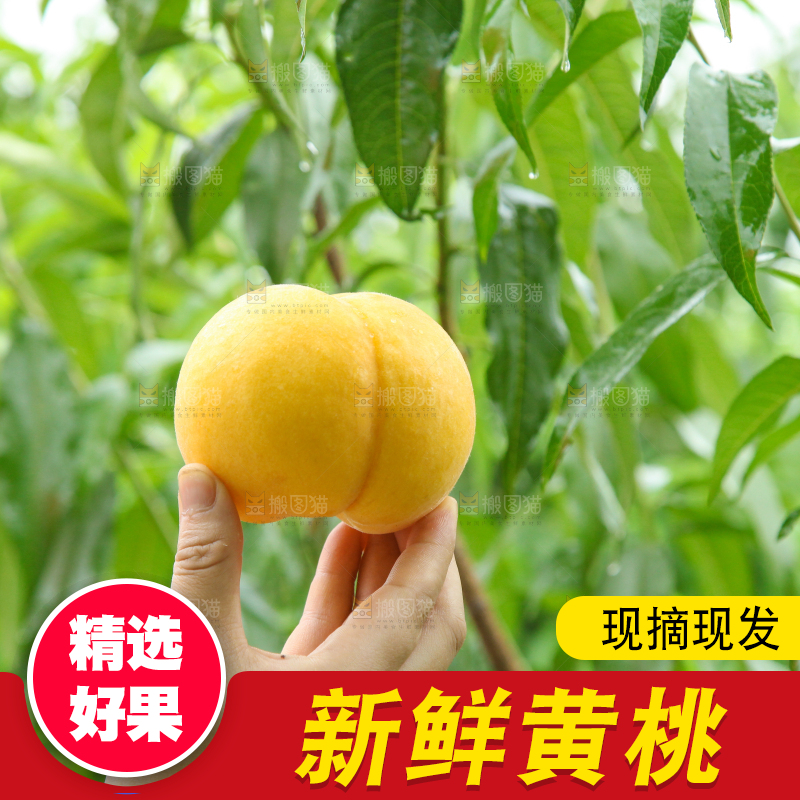 手里拿着黄皮黄桃