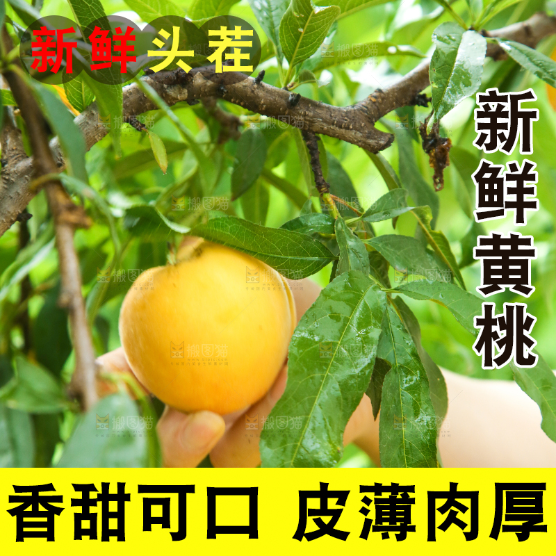 手里正在采摘黄桃