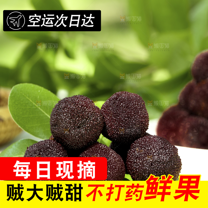 绿叶上放着仙居东魁杨梅
