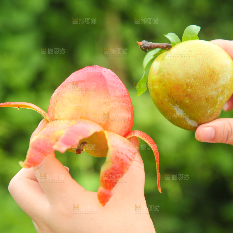 手里拿着红心李