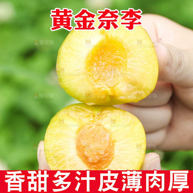 手里拿着黄金奈李