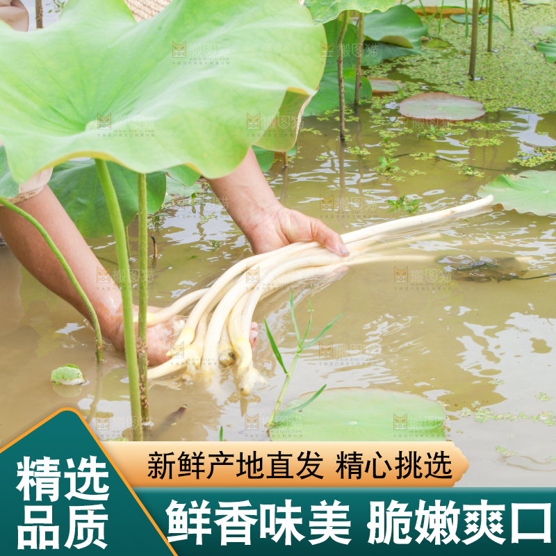 手里拿着新鲜采摘的藕尖