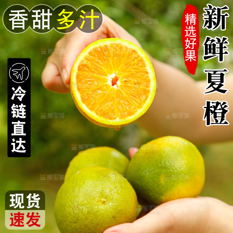 手里拿着广西桂林夏橙