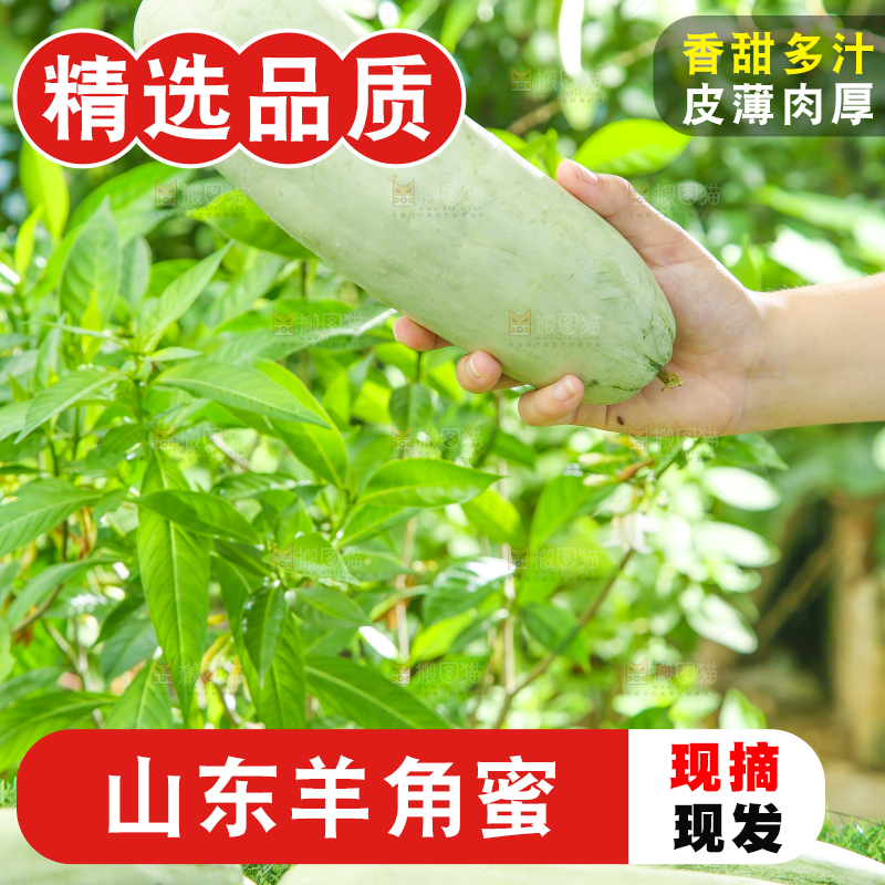 手里拿着山东羊角蜜