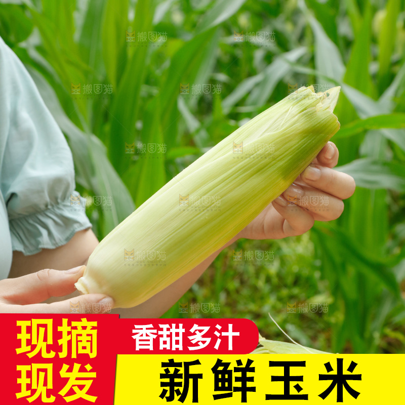 手里拿着玉米