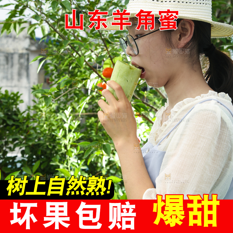 手里拿着山东羊角蜜