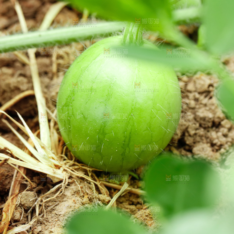 农田里种植的西瓜苗