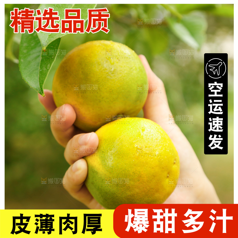 手里拿着广西桂林夏橙