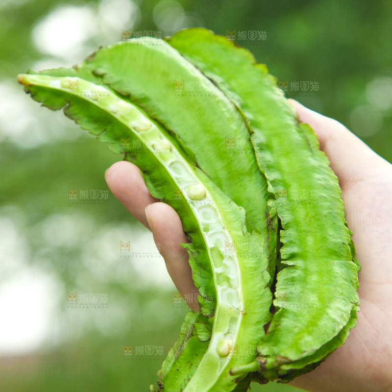 手里拿着四棱豆