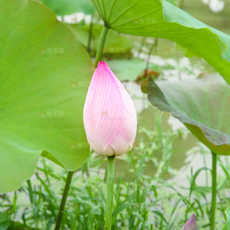 池塘里的一朵荷花