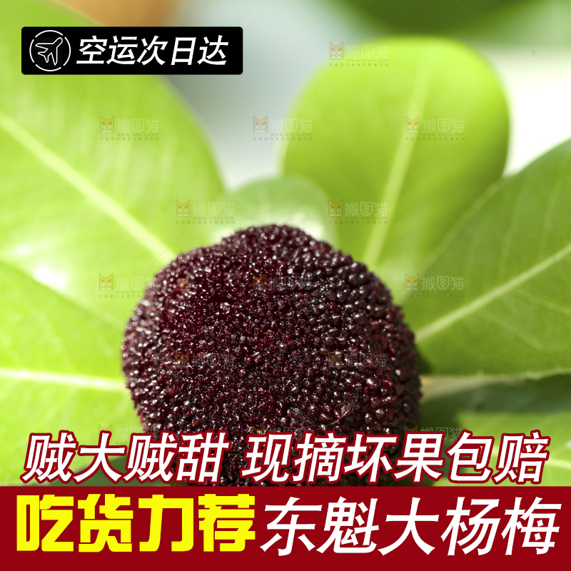 绿叶上放着仙居东魁杨梅