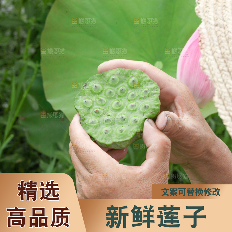 手里拿着新鲜莲蓬