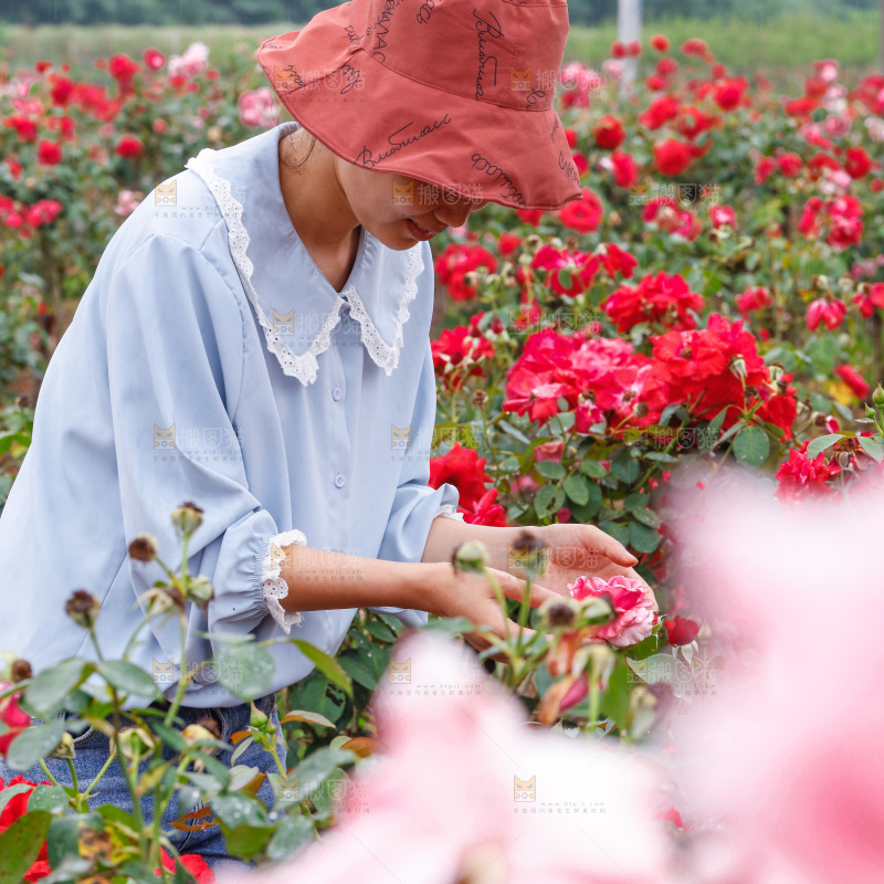 花田里盛开的蔷薇花