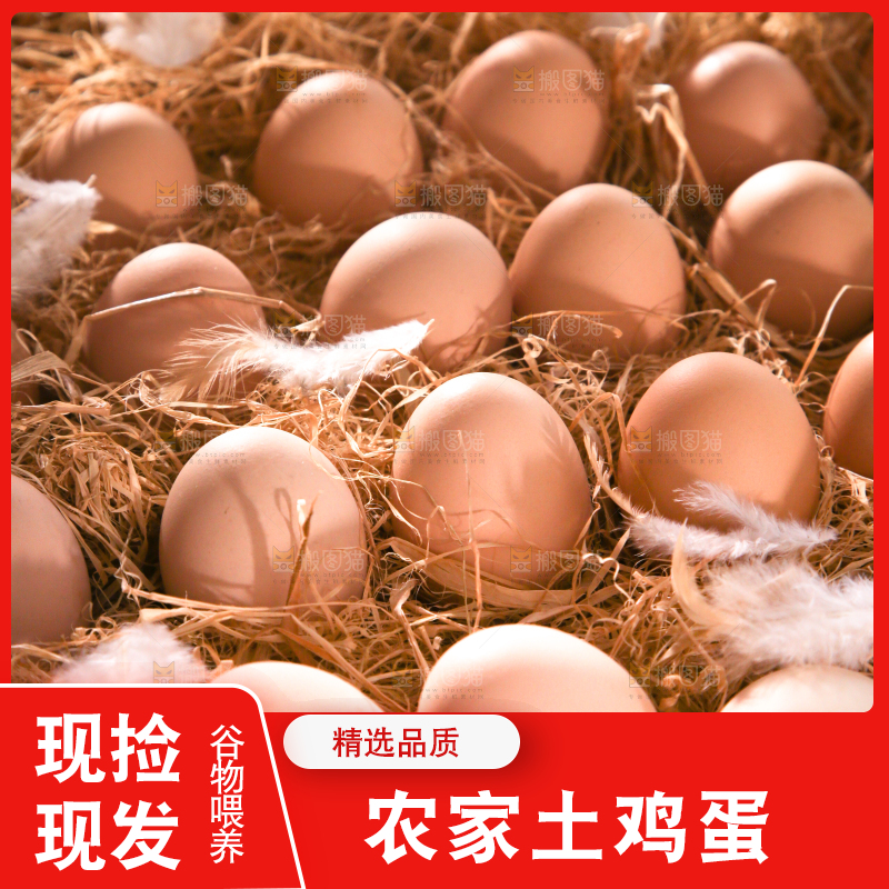 草堆里摆放着生鸡蛋