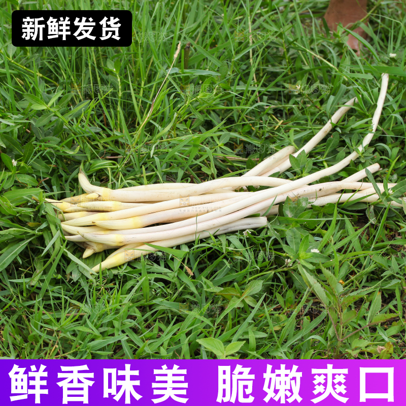 草地上摆放着藕尖