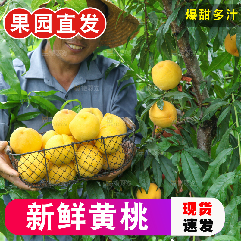 农民手里端着刚采摘的黄桃
