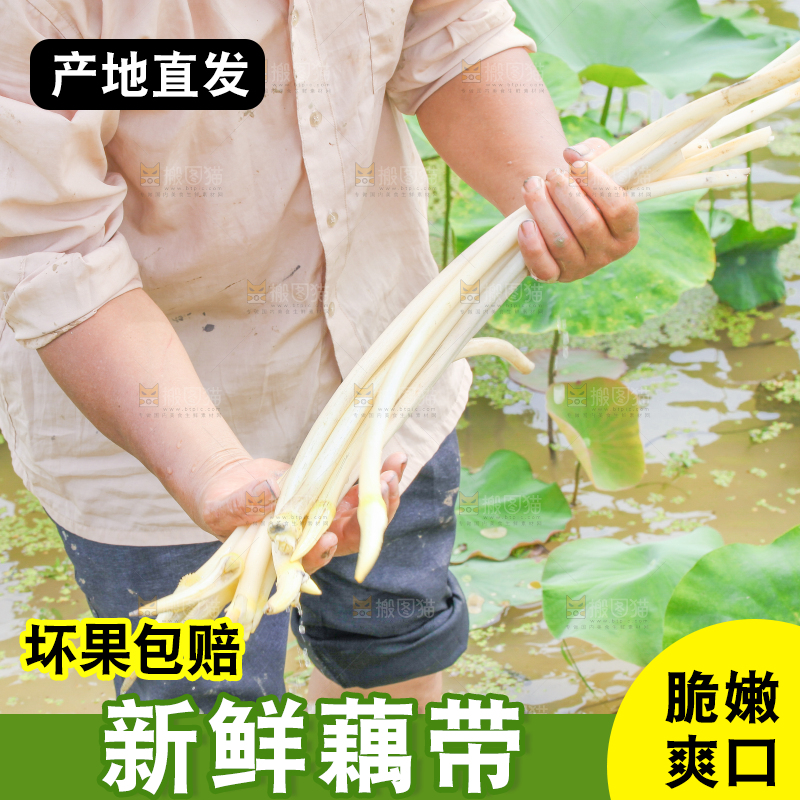 手里拿着新鲜采摘的藕尖