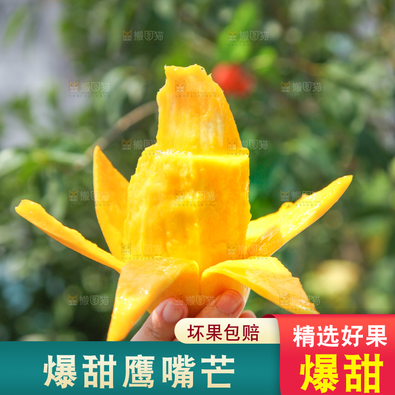 手里拿着鹰嘴芒果