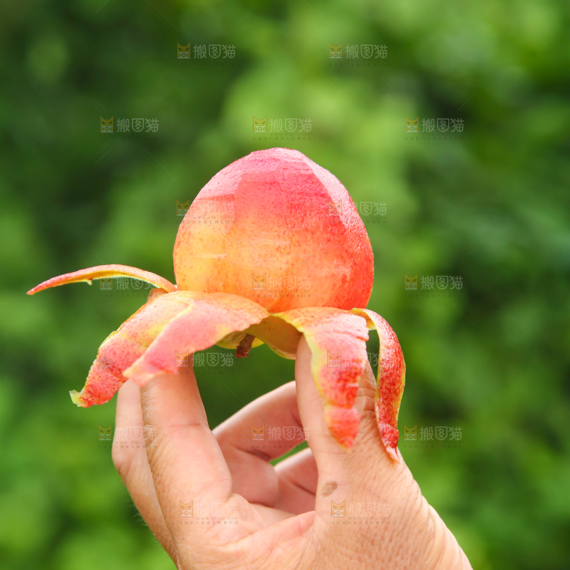 手里拿着红心李