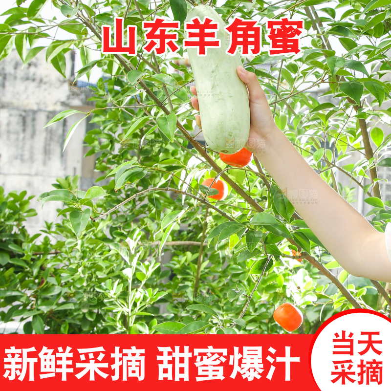 手里拿着山东羊角蜜