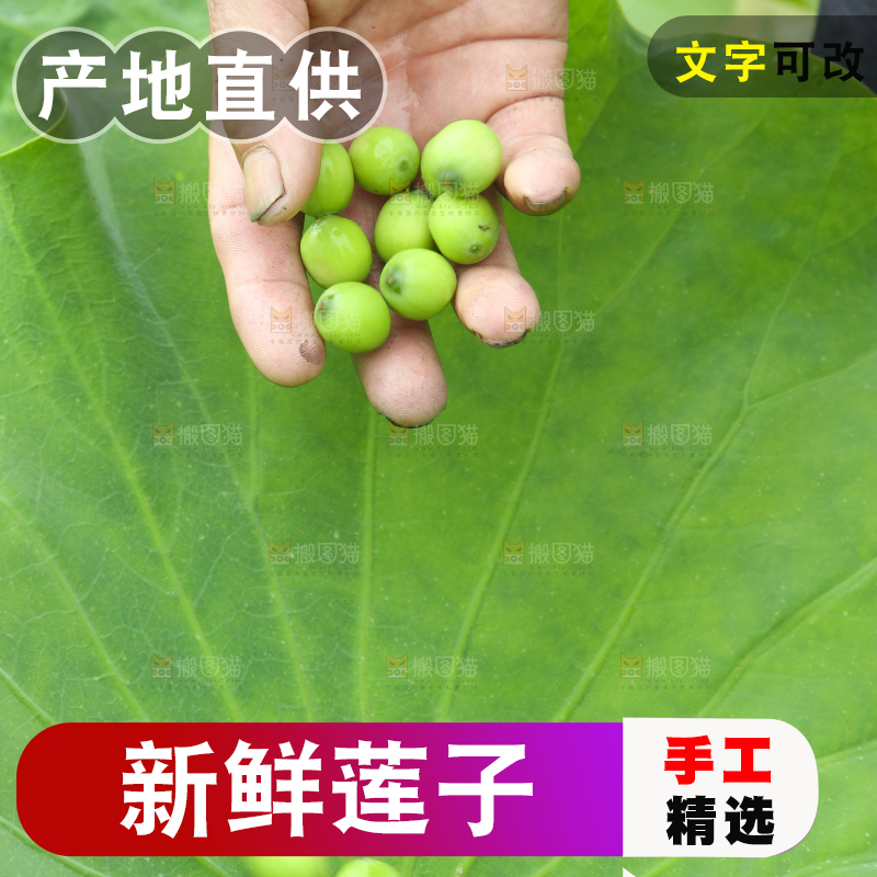 荷叶上放着莲子