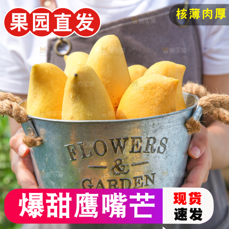 手里提着一小桶缅甸鹰嘴芒