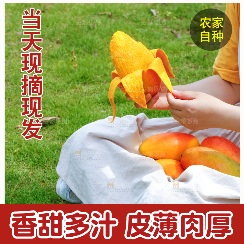 手里拿着新鲜贵妃芒