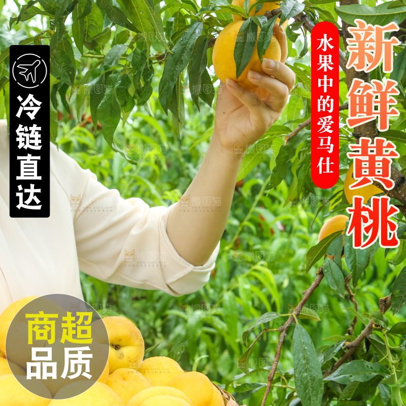 手里正在采摘黄桃