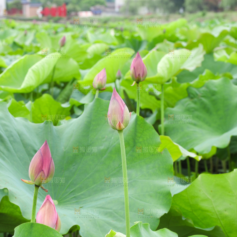 池里的荷花荷叶