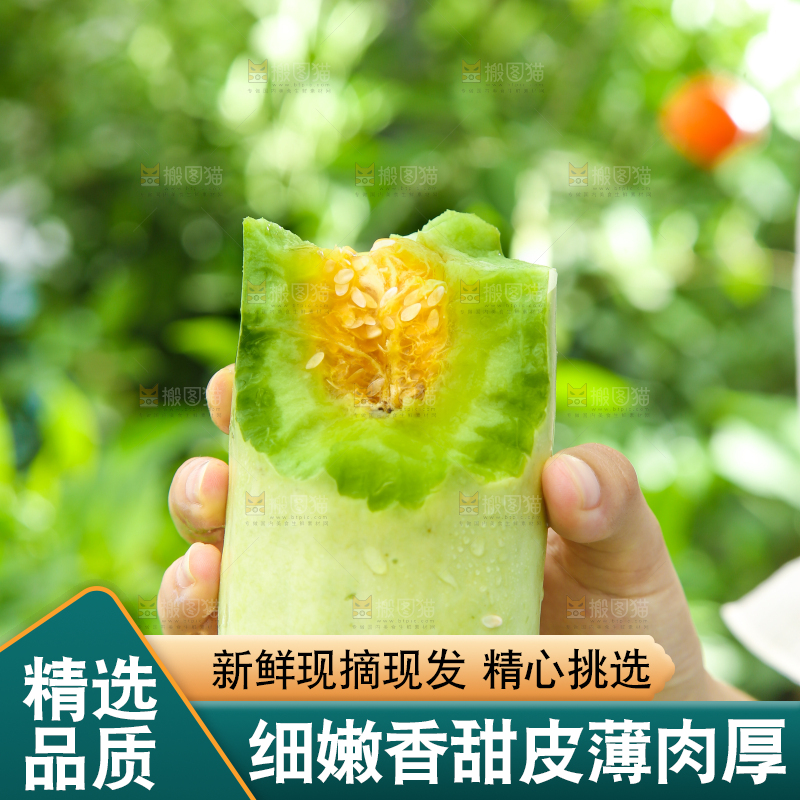 手里拿着山东羊角蜜
