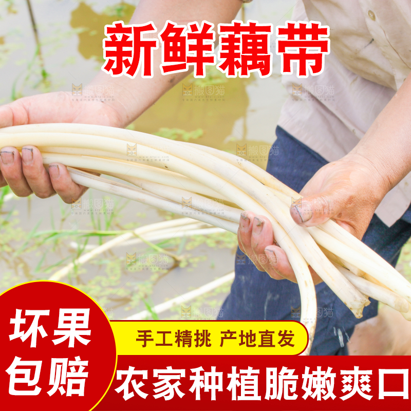 手里拿着新鲜采摘的藕尖