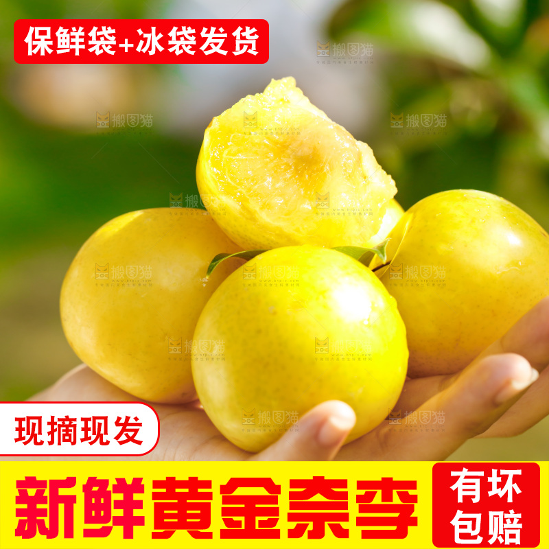 手里拿着九峰山黄金奈李