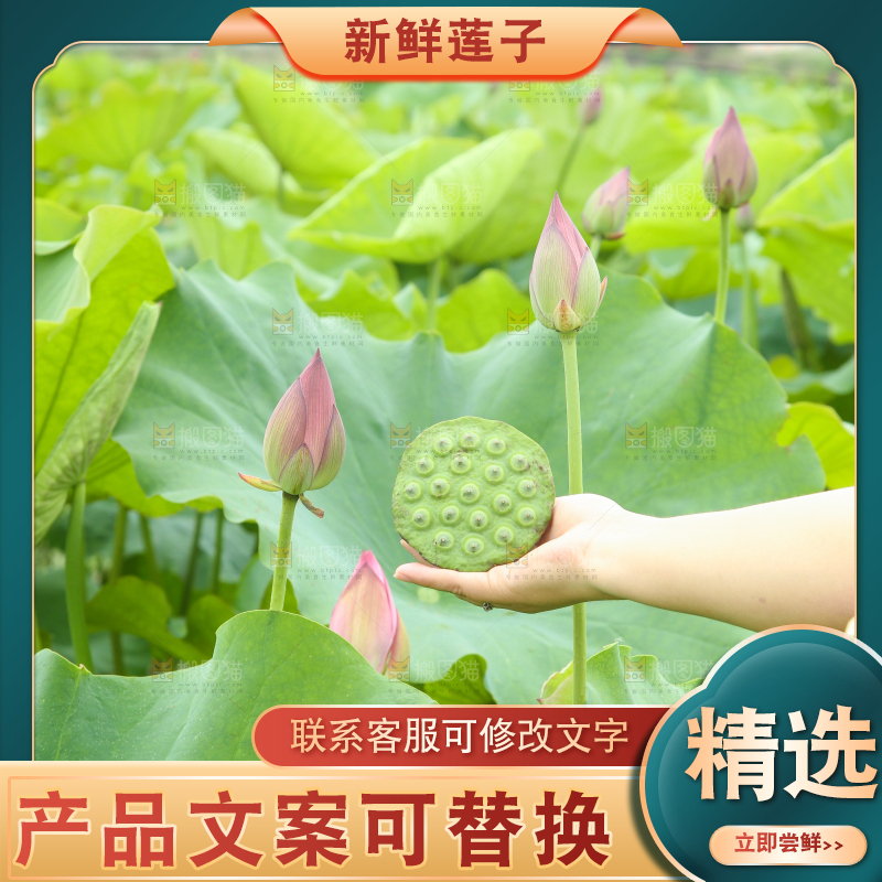 手里拿着莲蓬