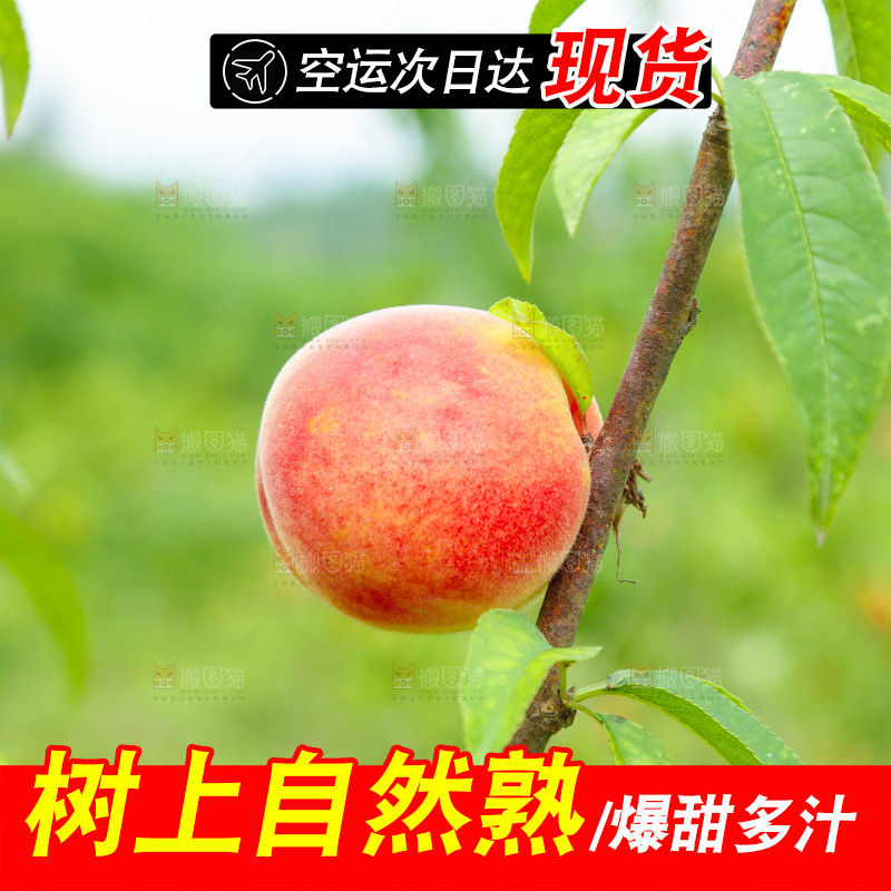 桃树上的毛桃