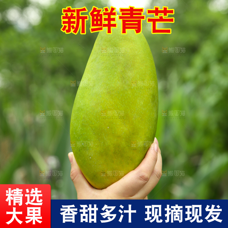 手里拿着大青芒
