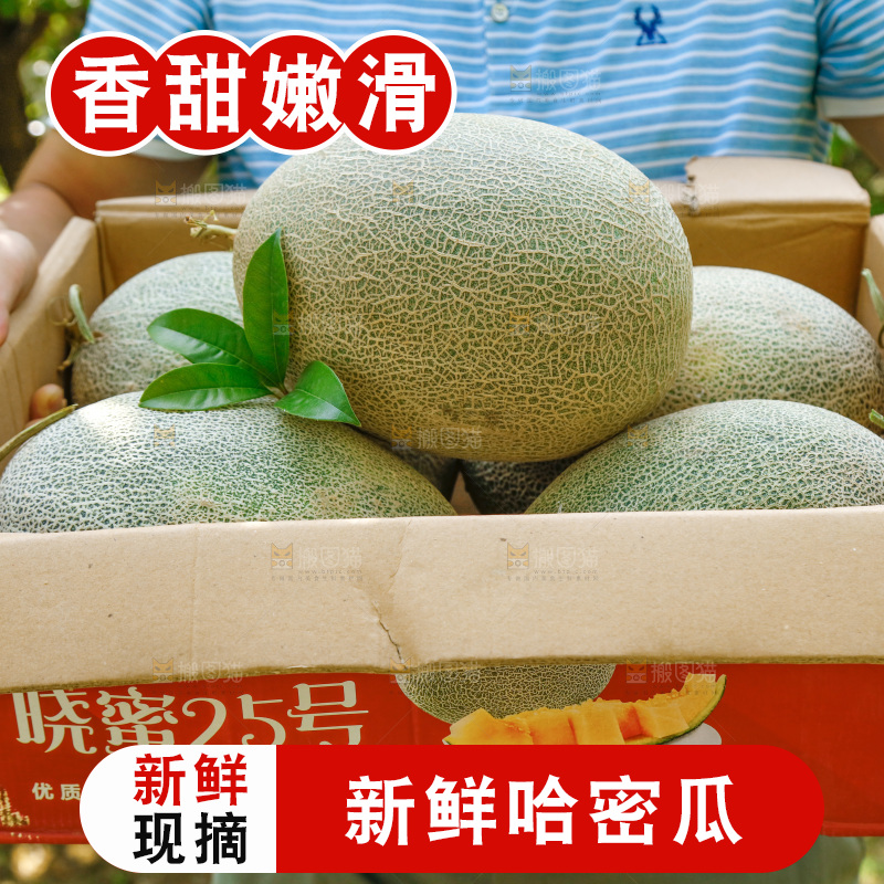纸箱里装着网纹瓜