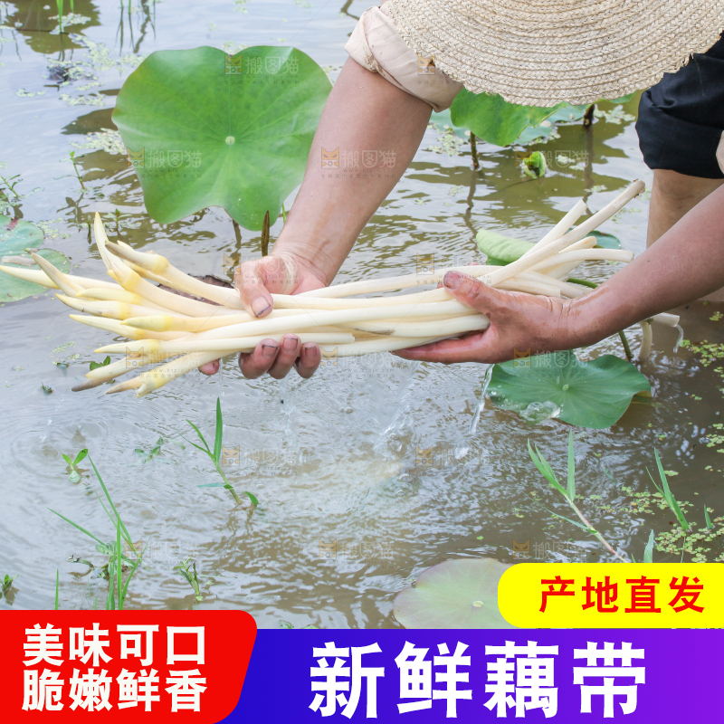 手里拿着刚采摘的藕尖