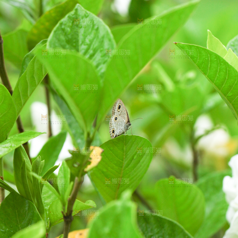绿植上的小蝴碟