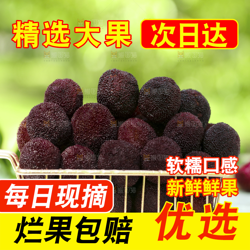 篮子里装着仙居东魁杨梅