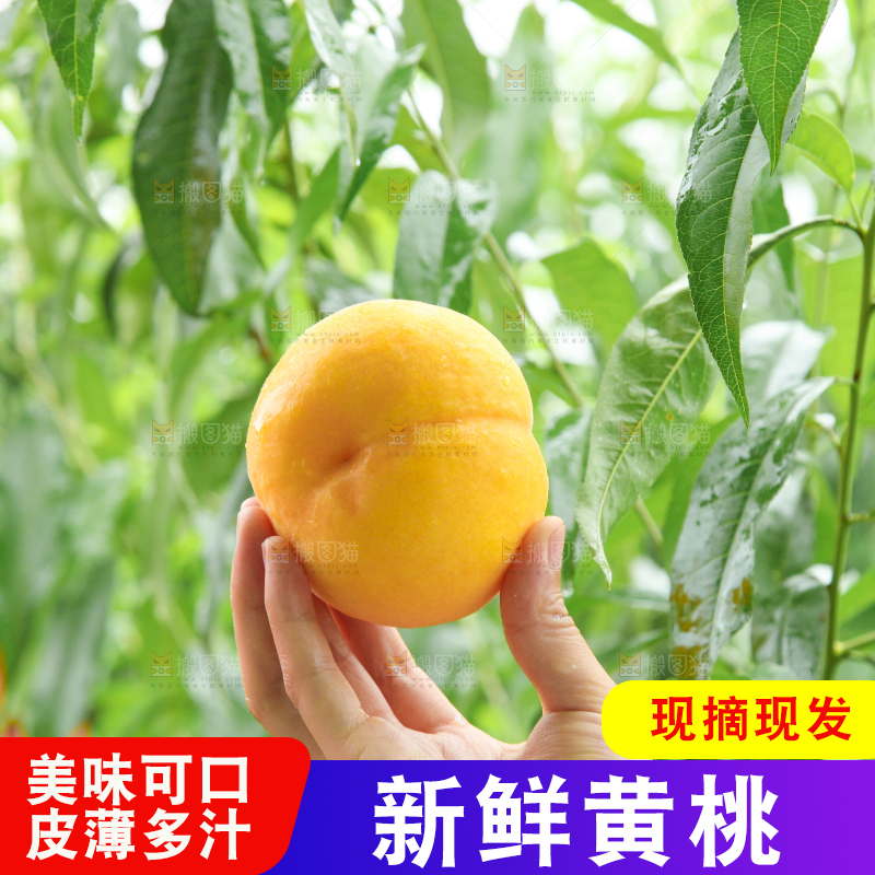 手里拿着黄皮黄桃