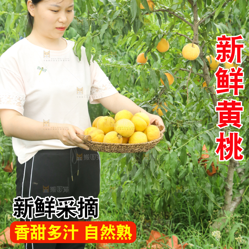 女孩正在采摘黄桃